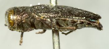 Media type: image;   Entomology 2693 Aspect: habitus lateral view